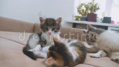 沙发慢动作<strong>视频播放</strong>两只小猫.. 小猫生活方式玩概念两只小猫和一只猫宠物